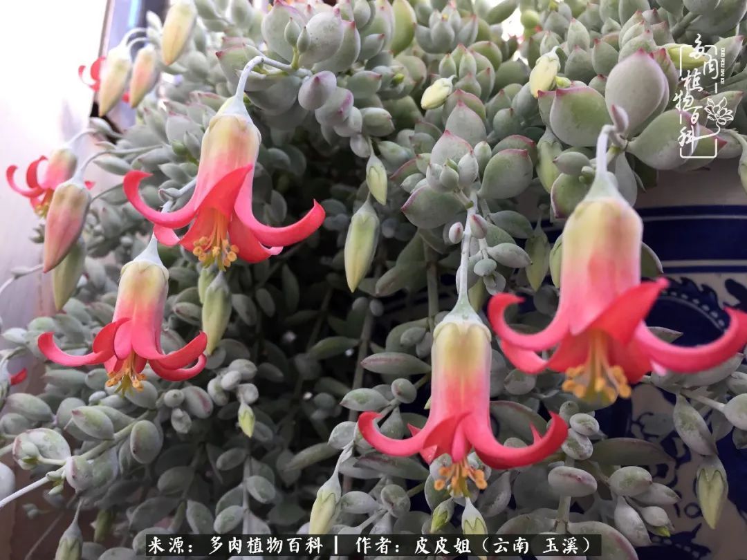 秋黄|柴米油盐的日子,养几盆多肉吧,为生活添几抹色彩!