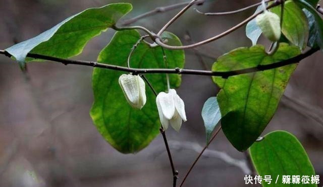 藤本皇后|若在山里遇见它,请别犹豫,马上移栽家中,值得你这么做!