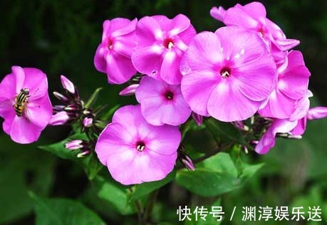 绿萝|7月养花，就选这几款，比绿萝还好养，长得快易爆盆，马上成花海