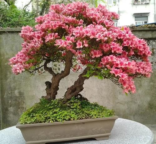 “花中西施”杜鹃也会“黄脸、起皱”，善用一物，妙手回春！