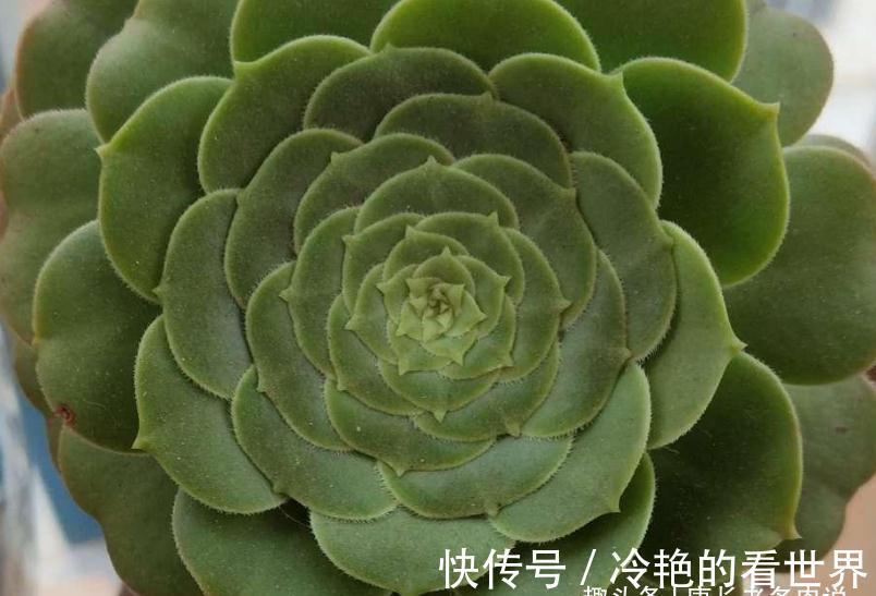 法师|多肉八尺镜和绿羊绒法师，一个叶片平滑如镜，一个聚拢后形似玫瑰