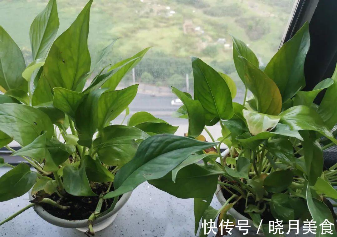 天冷别换盆,尤其这10种花,土一松就危险