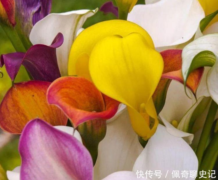 小花|冬天养护此几款小花,家里变成百花园,高雅艳丽