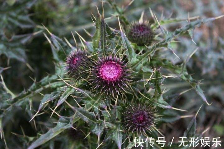 大蓟|农村常见的一种野草,曾经被农民当做杂草除掉,竟是名贵的药材