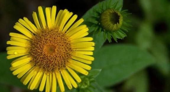 农村“憋屈”的野草,明明药用价值很高,却常被误认为是菊花