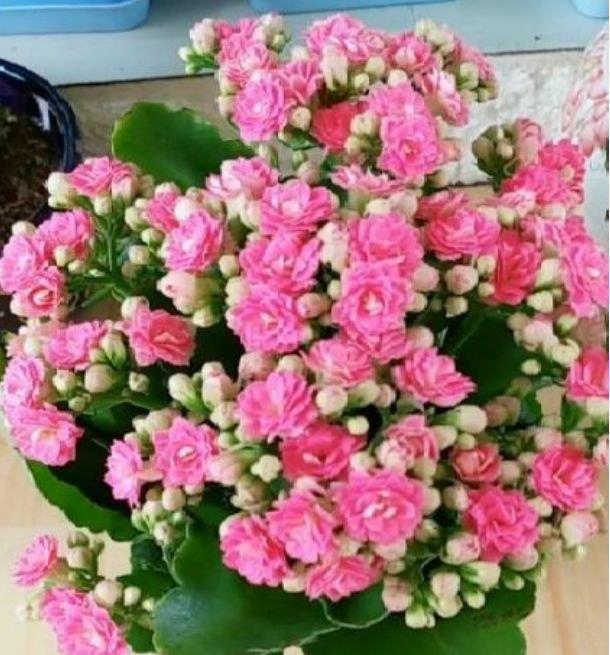 夏天养此款花卉，花期200多天，365天开不停，养几盆，全年有花赏