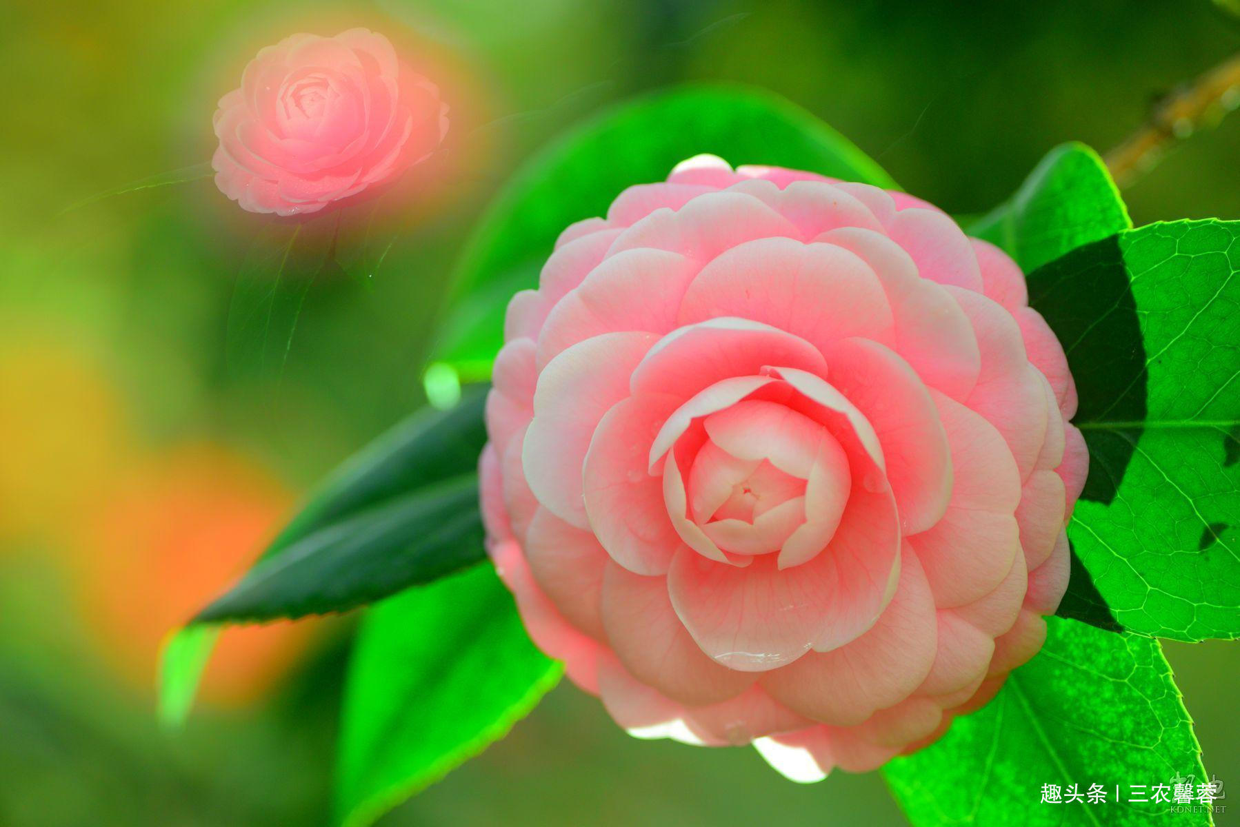 茶花秋季养护诀窍，记住几点，叶子翠绿不黄叶，花开艳丽爆盆