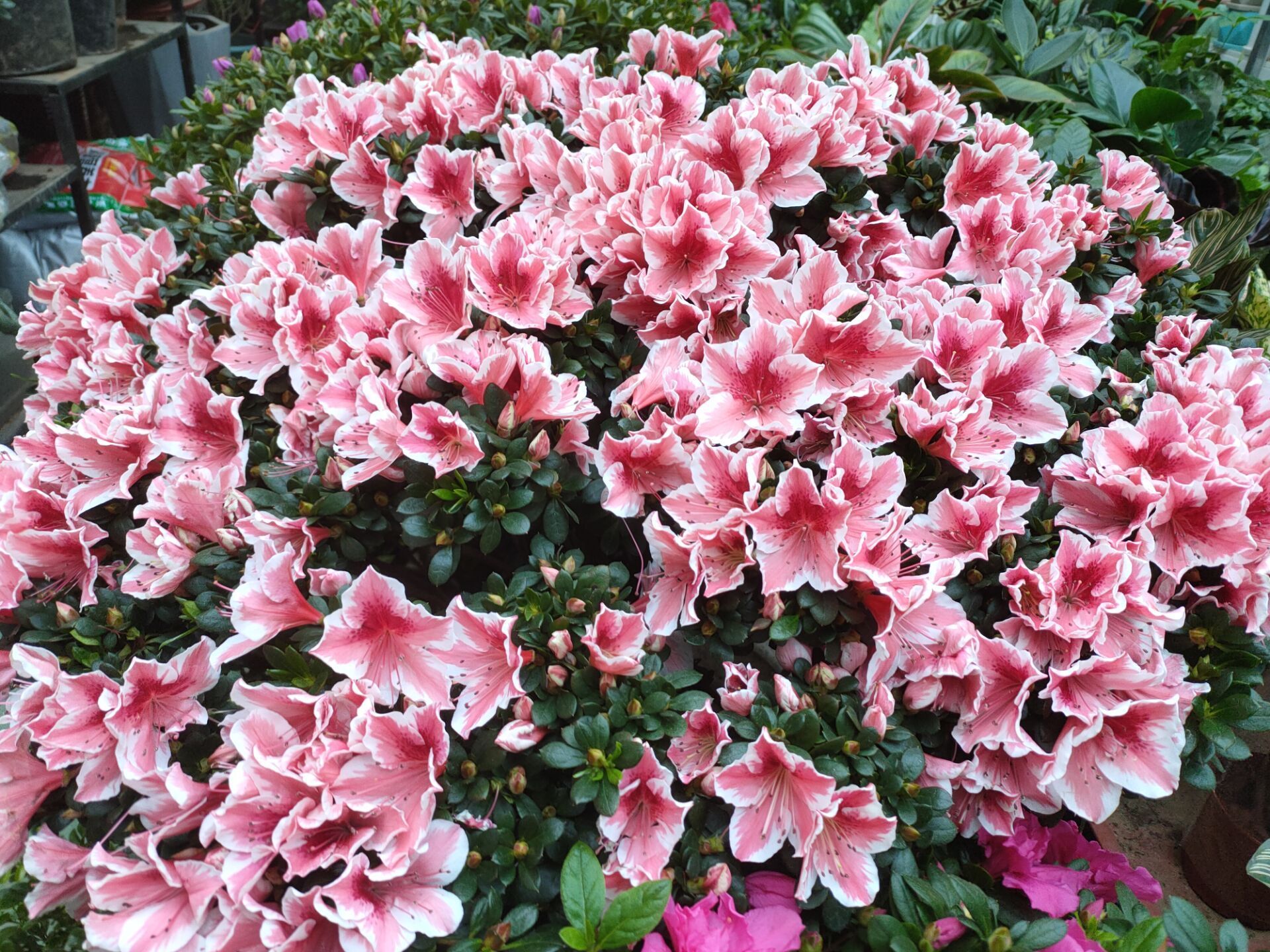 冬季养护杜鹃花,做好4个小“细节”,株型美观,花朵成簇