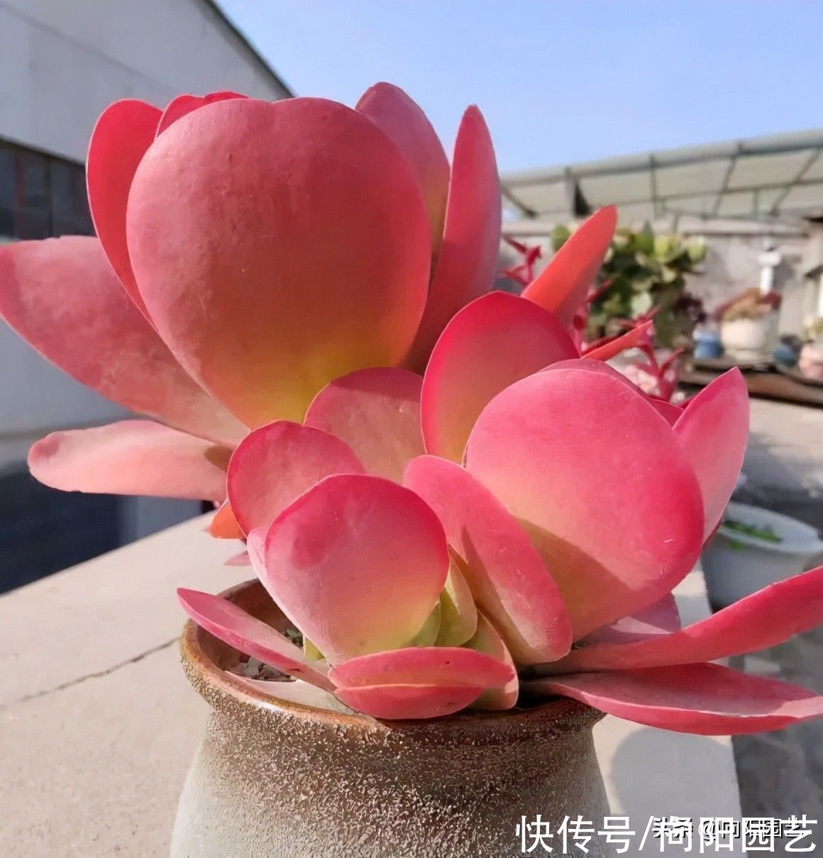 10种多肉最怕水，水多了就“烂根”，养多肉千万不能“手勤”