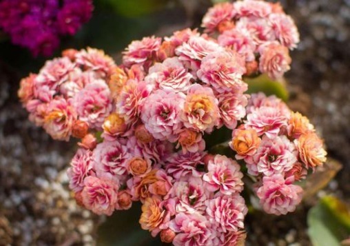 喜欢在家中养护花卉，就选择5种花，好养又漂亮，开成百花园！