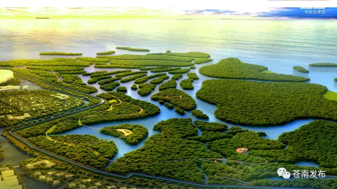 海湾|海上生红树，鹭鸟共翩跹！苍南打造中国北缘最大海湾红树林湿地