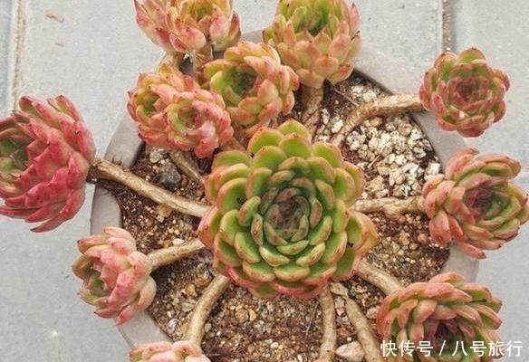 多肉|这样的操作多做几次,半年快速养成多肉老桩!