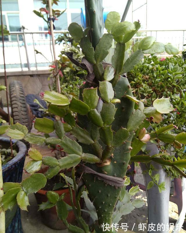 仙人掌嫁接蟹爪兰,加速开花进程,一年开成“大瀑布”,太漂亮了