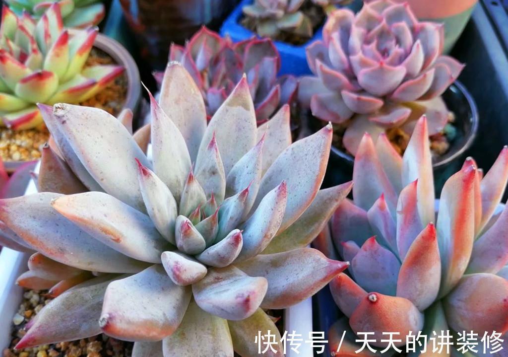 多肉一直不在状态,可能是养护顺序弄错了,十三字养护秘诀请记好