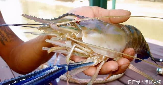 毛多肉|湄公河虾入侵我国,最大可达1斤多,已有多人钓获
