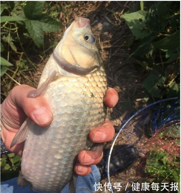 为啥|你泡的酒米为啥不上鱼不搞定这些细节,大板鲫是不会咬钩的