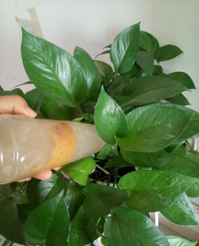 淘米水|淘米水养花，别缺了它，不然，养啥花死啥花