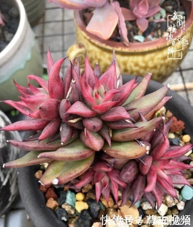 静夜|养多肉三年多，初见惊鸿！累并快乐着！养多肉三年多，初见惊鸿！累并快乐着！