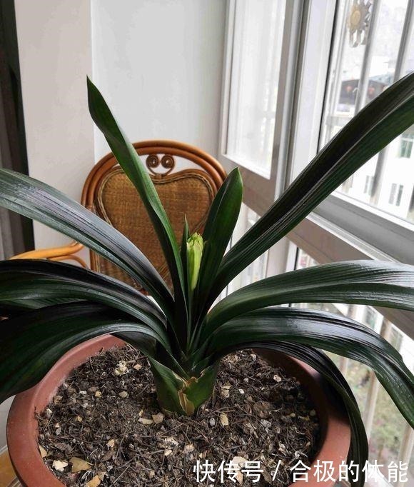 叶片|君子兰出现黄叶烂根不可怕!老花匠教你做好这四点 天天蹭蹭长个!