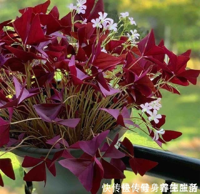 黄木香|养花,就养“3盆花”,花量特别大,一棵繁殖多棵,人见人爱!