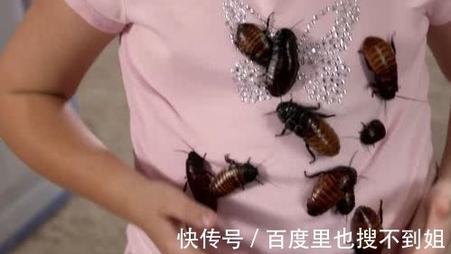 食物|如果营养价值比牛奶高4倍,是蟑螂产的“奶”,你敢尝试吗?