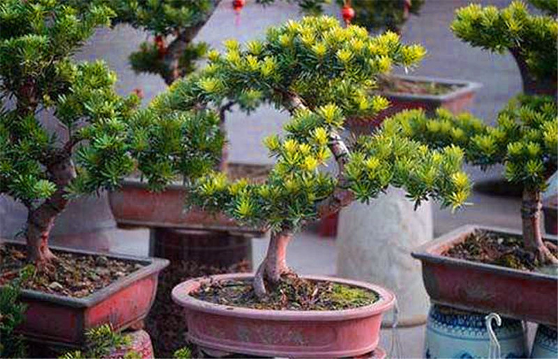 客厅养“树”不要少了这3棵，花3-5年时间，一棵1万无压力