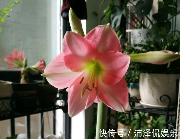 植物|封闭阳台养花,选对植物很关键,选错了养一盆死一盆!