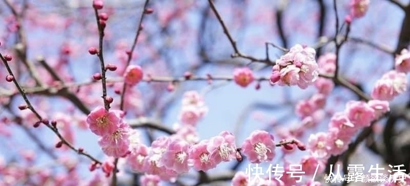 梅花#高僧在大雪纷飞的清晨,见到了雪中的梅花,信手拈来写下一首诗!