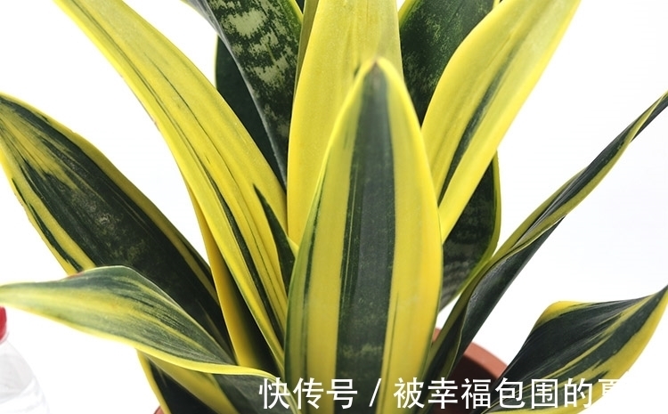 这5种植物难开花,想要赏花,该先学会“催花”小技巧