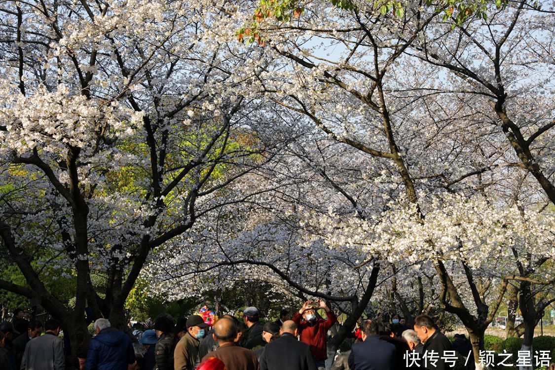 白鹿村、上马村、雅庄村，十里樱花十里尘，经典赏樱路