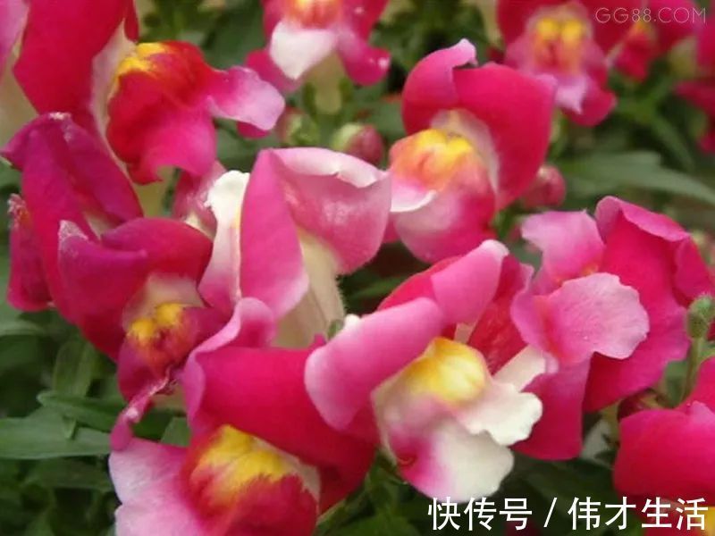 此花花瓣像是卖萌的小金鱼,花语是繁荣昌盛是一种吉祥的花卉