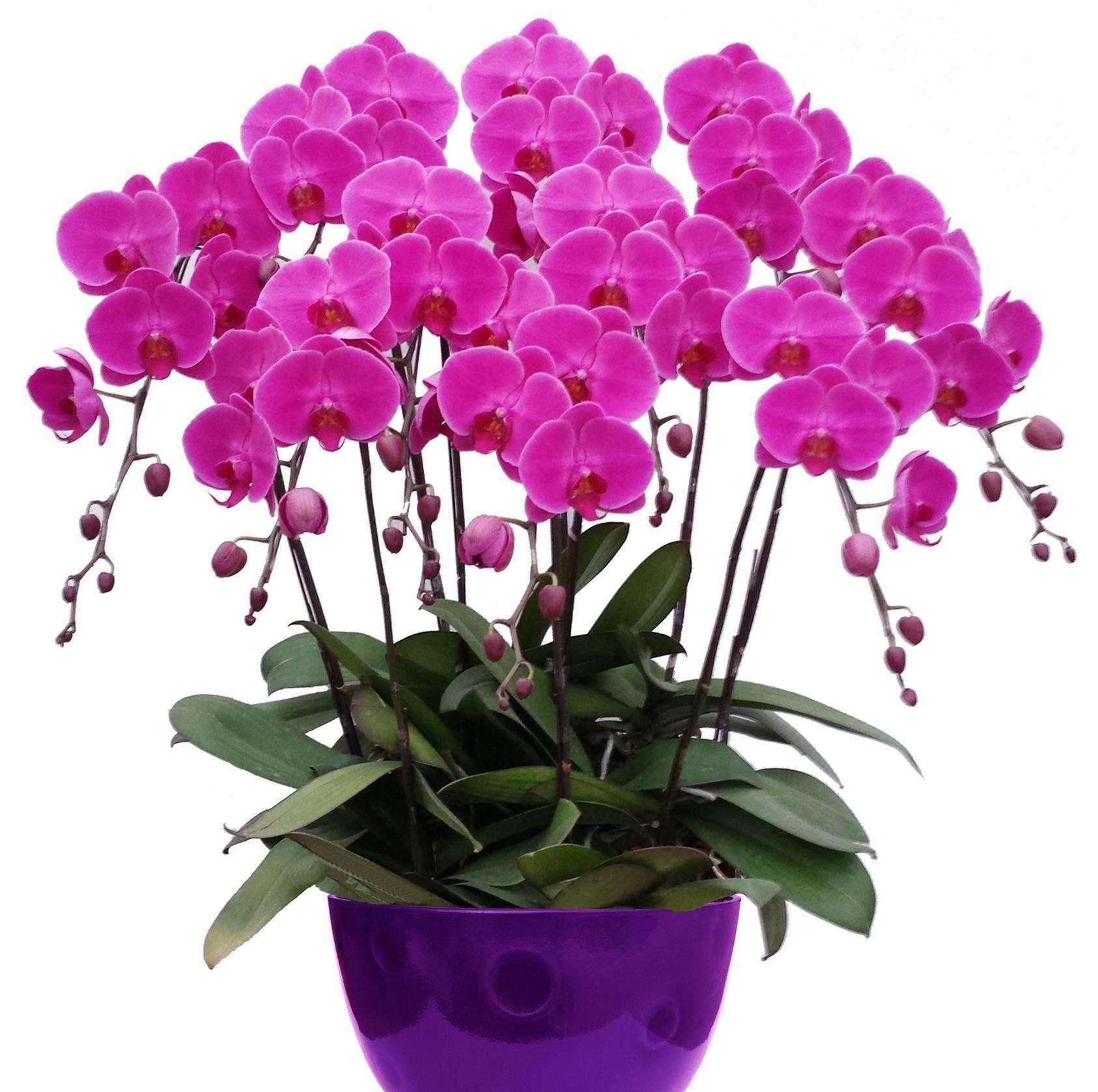 几种喜阴的植物，光照不良，也可以生长旺盛