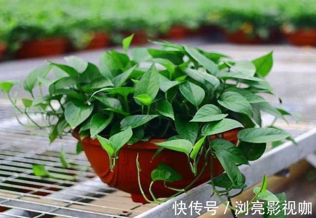 疯长|绿萝秋天怎么养护注意几点,不黄叶不烂根,叶片疯长爆盆
