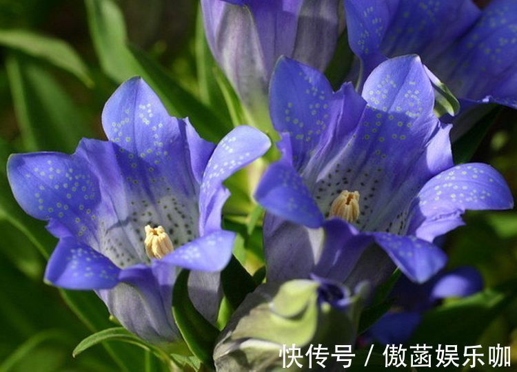 养花|农历8月29日起,养花试试这几款,全年开花不断,一盆看似多盆