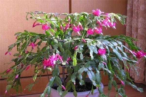 家里养上这五种花,“旺人”又旺财,开花300天,越养身体越好