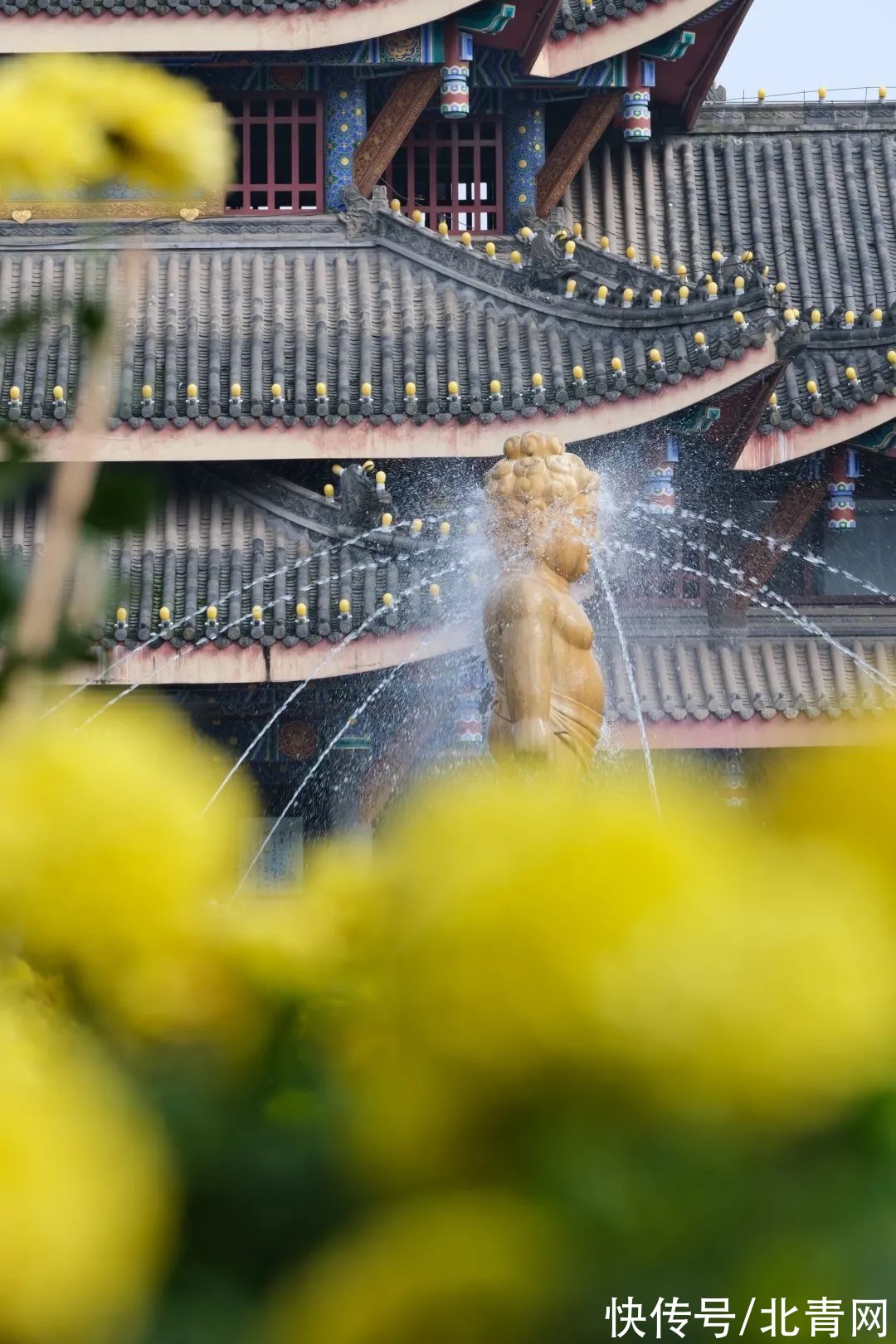 大佛|最美花季上演，一座看九十九遍都不会腻的寺院