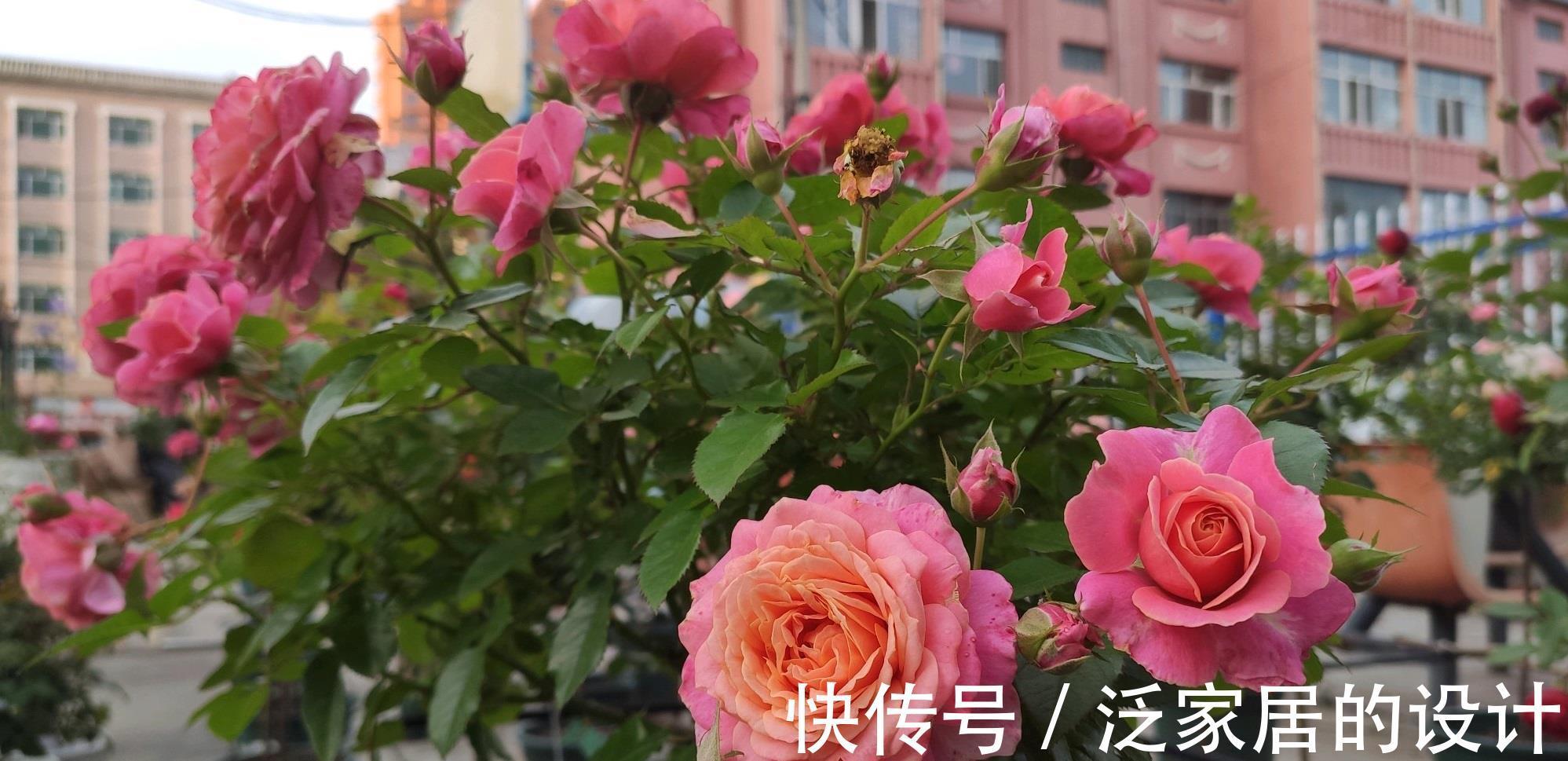 假日|阳台党爱养的盆栽花,花朵漂亮,养护简单,月月有花看
