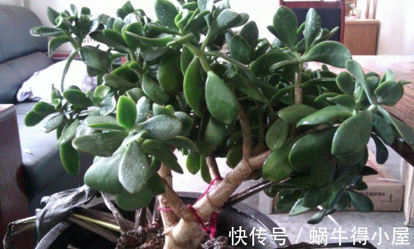 修剪|玉树的逆袭:怎么从田间野菜转变成高档盆景金枝玉叶?