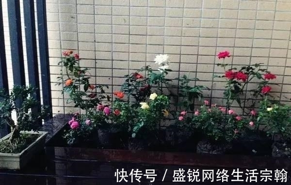防水|老公在阳台做了个鱼池, 发到业主群里, 楼下直接找上门了!
