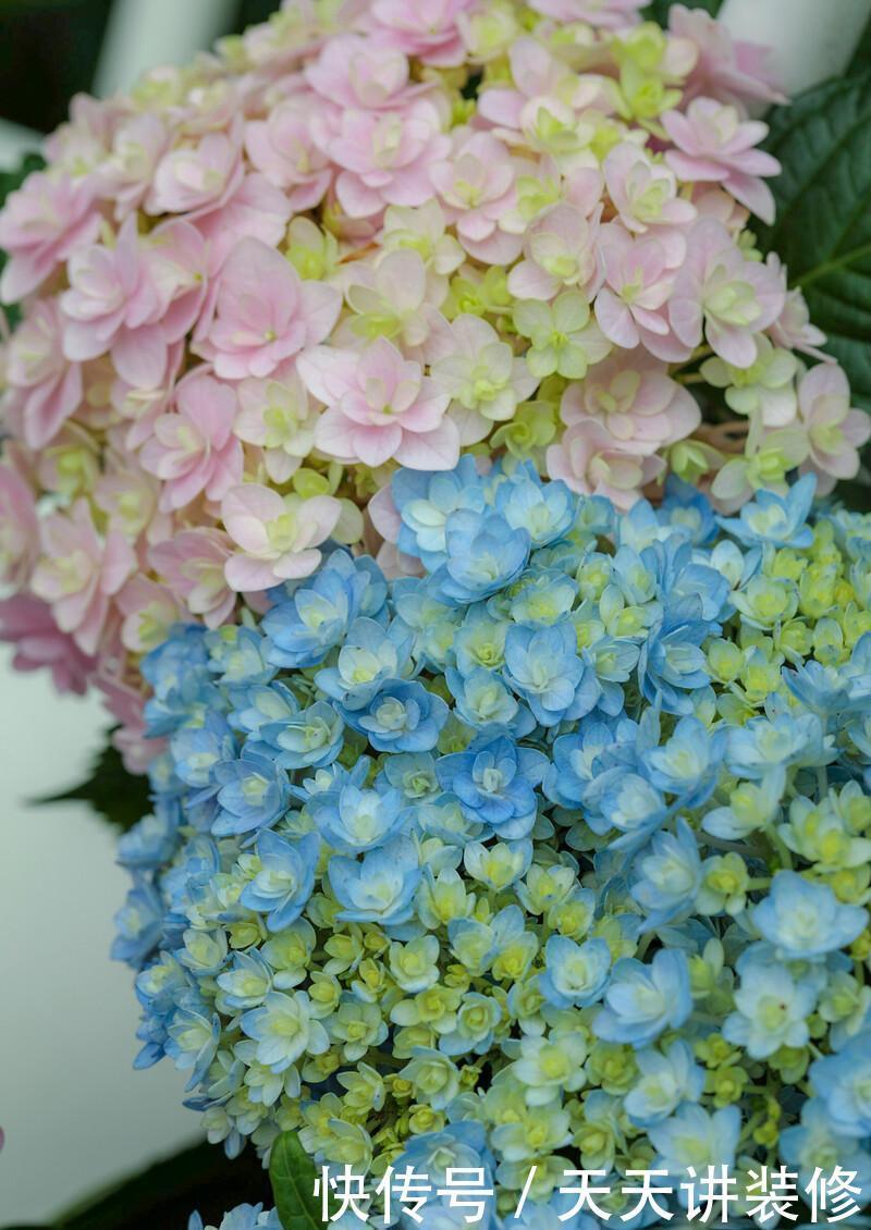 春秋开花的绣球花品种，新老枝条都有花，一起看看吧