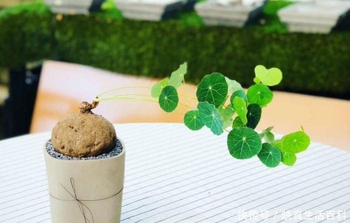  中药材|听名字就很贵，千金藤属的奇异多肉，还是一味重要的中药材