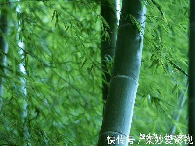 咏竹诗$李贺的一首咏竹诗,竹子的形象与诗人合二为一,读来让人感慨不已