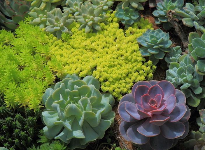 新手种植多肉要记住这些，多肉种不活的原因