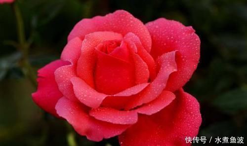 4种花太美了,四季开花,花期长,观赏价值高,种植容易