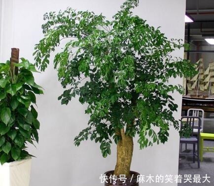 马齿苋树|聪明人喜欢“2绿植”，养人还旺财，枝条变老后，就成“镇家宝”！