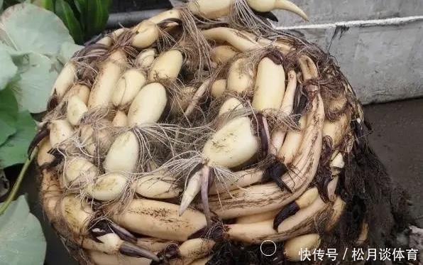 老太太买花“被骗”，碗莲变“菜莲”，因祸得福，3年挖出一缸藕