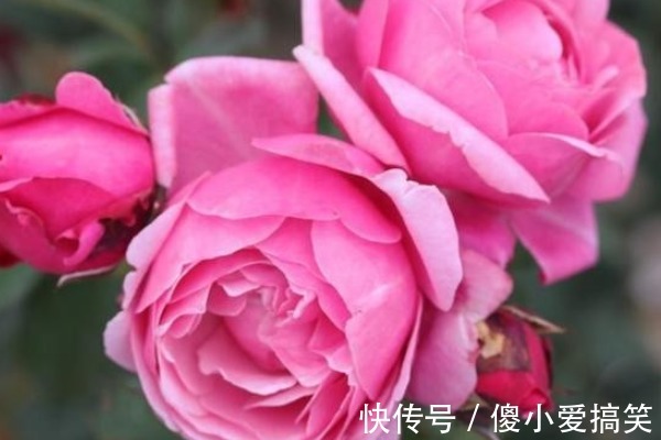 新手养月季牢记4点,不死苗开花还多,阳台轻松变花海!