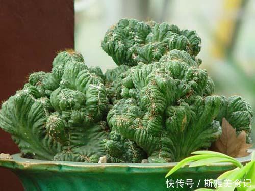 此3种花,年轻人都说丑,多养几年,越来越气派,价值能翻倍