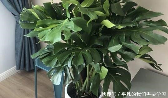 什么残茶水、蚯蚓粪都不如它，往盆里埋10滴，叶子油亮开花旺！