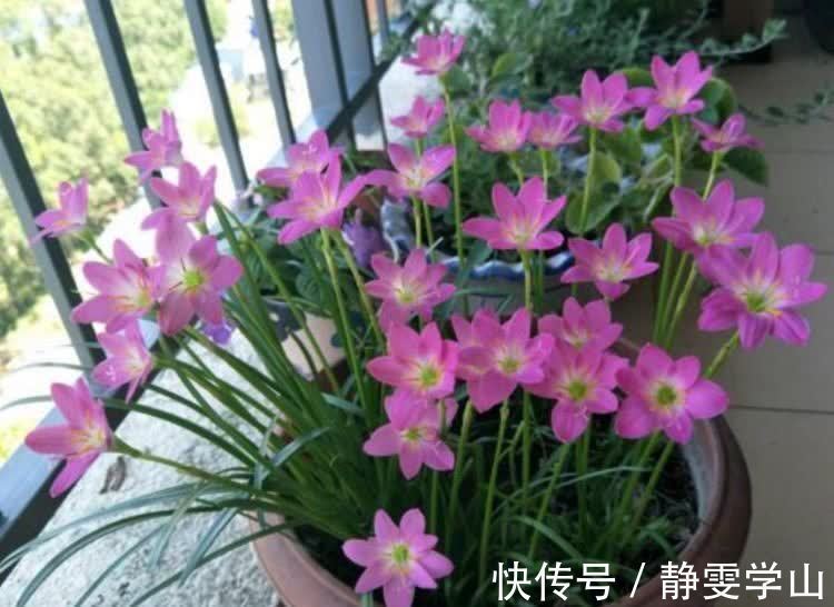 养花就养5种花，好养易活花量大，空气清香去异味，漂亮好养